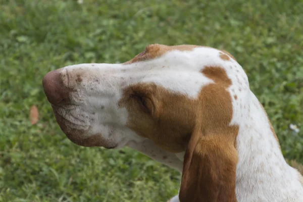 Beagle χαριτωμένο σκυλί — Φωτογραφία Αρχείου