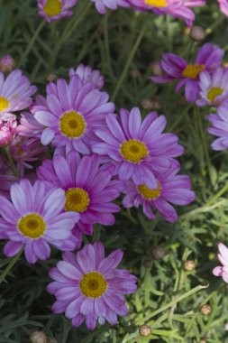 Bahçedeki papatyalar