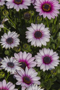 Bahçedeki papatyalar