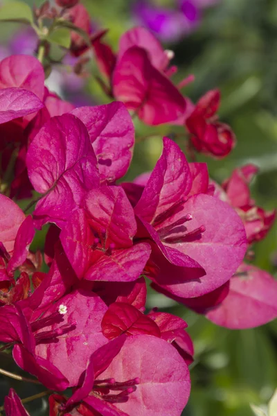 Bouganvillea Bahçe — Stok fotoğraf