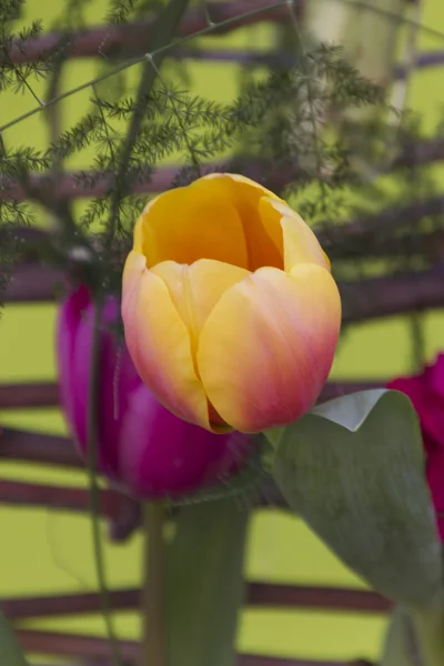 Tulipa no jardim — Fotografia de Stock