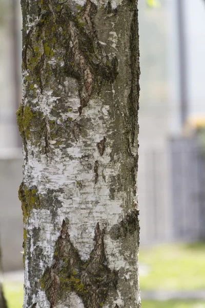 Boomstam in het bos — Stockfoto