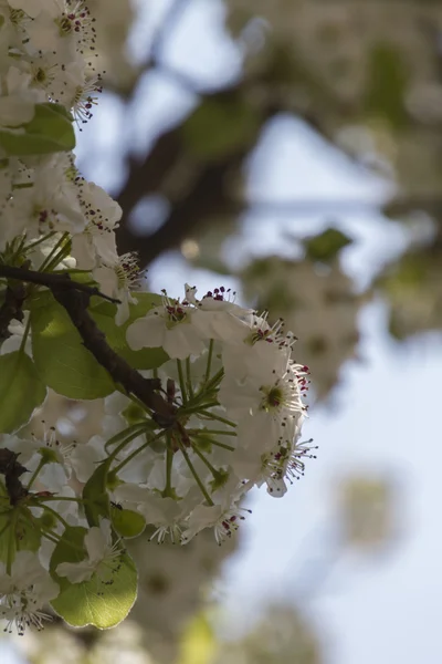 Flor en el árbol en primavera —  Fotos de Stock