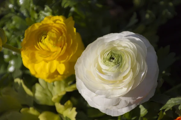 Roses in the garden — Stock Photo, Image