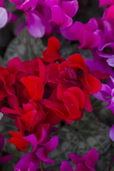 Flor en el jardín — Foto de Stock