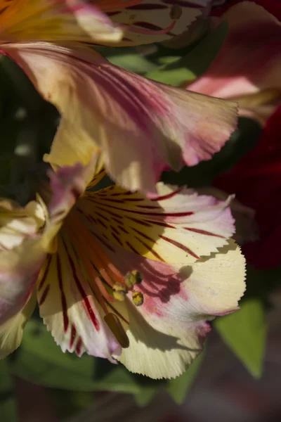 Lily in the garden — Stock Photo, Image