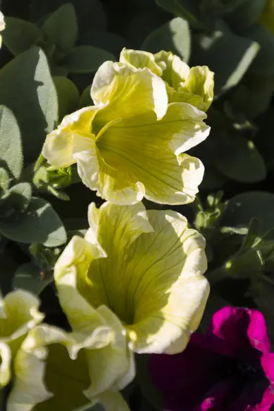 Tulipano in giardino — Foto Stock