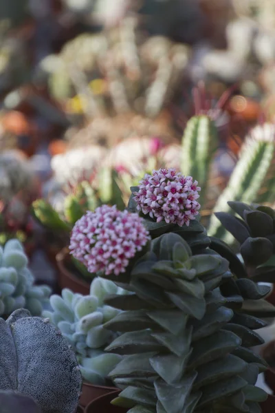 Planta suculenta no jardim — Fotografia de Stock