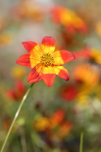 Flower in spring season — Stock Photo, Image