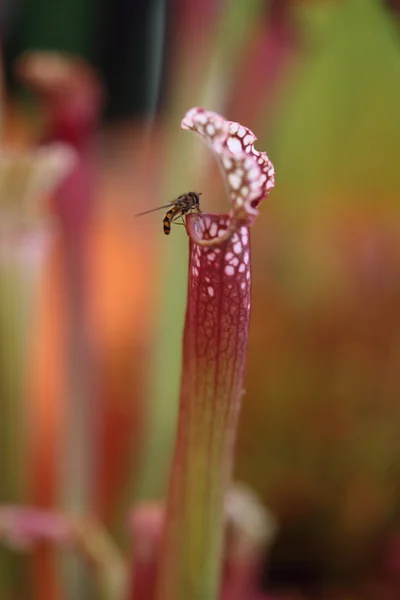 Bee on carnivore flower — Stock Photo, Image