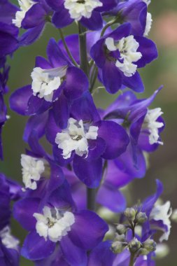 bahar mevsimi çiçek