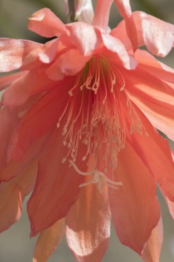 bahar mevsimi çiçek