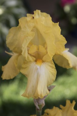 Iris Glayöl çiçek