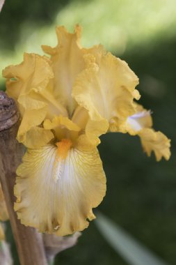 Iris Glayöl çiçek