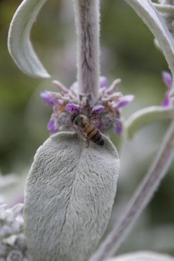 İlkbaharda çiçekteki arı