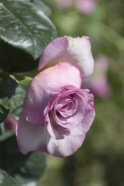 Rosas en primavera —  Fotos de Stock