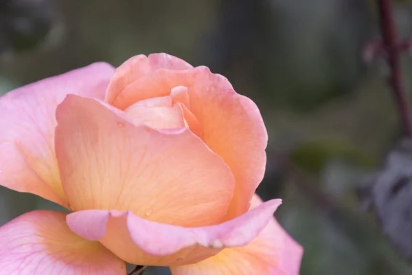 Rosas en primavera — Foto de Stock