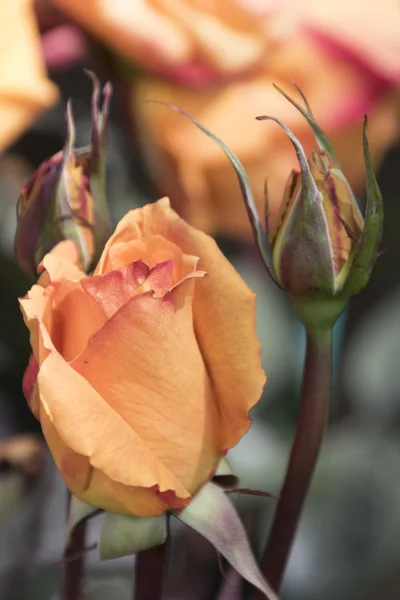 Rosas en primavera — Foto de Stock