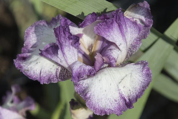 Το gladiolus ίριδας στην άνθιση — Φωτογραφία Αρχείου