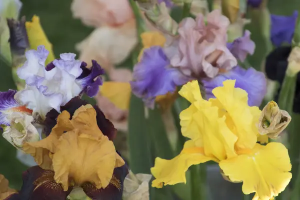 Το gladiolus ίριδας στην άνθιση — Φωτογραφία Αρχείου