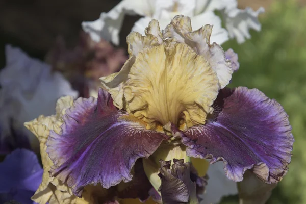 Iris gladiolus en flor —  Fotos de Stock