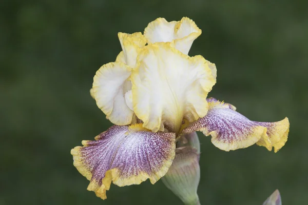 Το gladiolus ίριδας στην άνθιση — Φωτογραφία Αρχείου