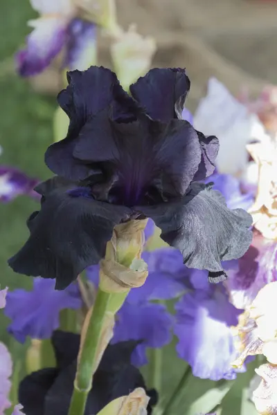 Iris gladiolus en flor —  Fotos de Stock