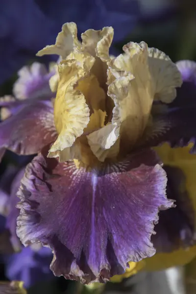 Iris gladiolus en flor —  Fotos de Stock