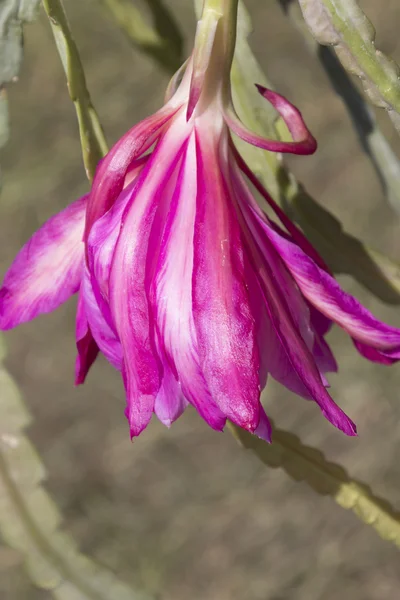 Flor na estação de primavera — Fotografia de Stock