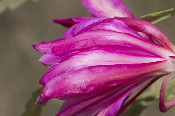 Flower in spring season — Stock Photo, Image