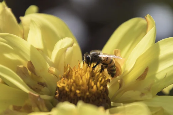 bee on flower in spring