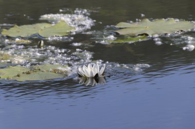 İlkbaharda göl manzara