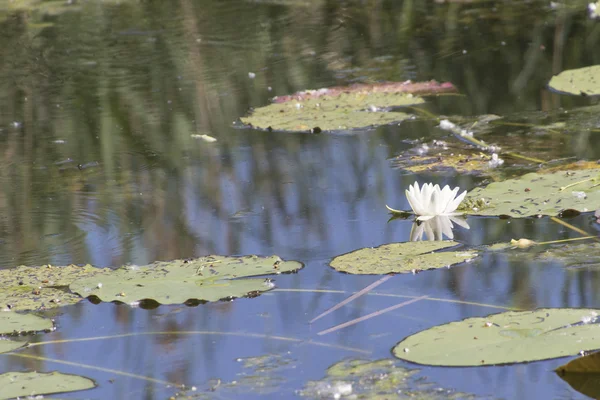 Seerose im See — Stockfoto