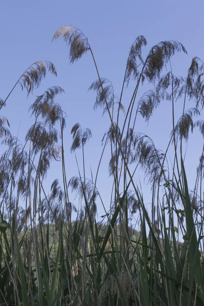 Wildflower στον ποταμό — Φωτογραφία Αρχείου