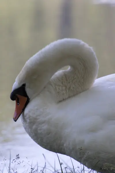 Svan på sjön — Stockfoto