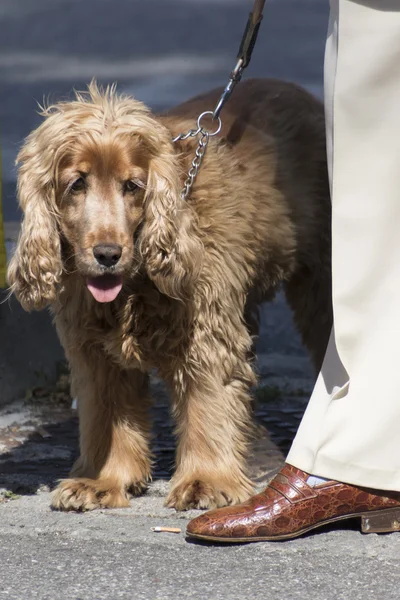 Perro con su amo —  Fotos de Stock