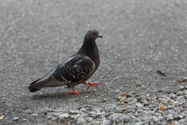 Taube auf der Straße — Stockfoto