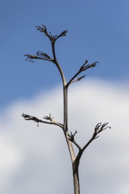 kır çiçeği Nehri üzerinde