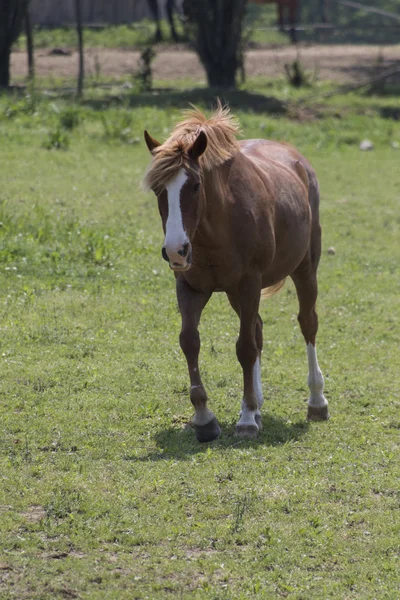 農場にいる馬は — ストック写真