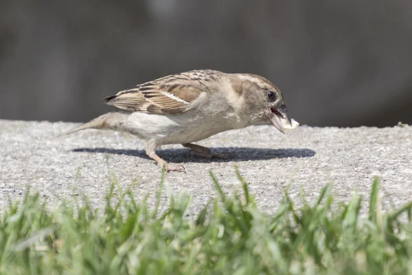 Sparrow egy darab kenyeret eszik — Stock Fotó