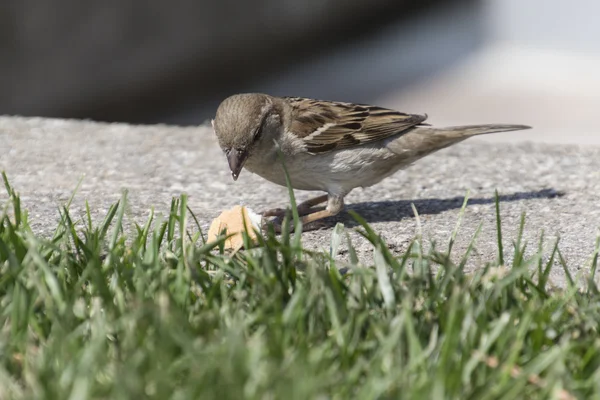 Sparrow egy darab kenyeret eszik — Stock Fotó