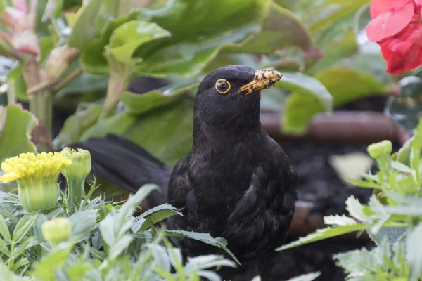花园里的黑鸟 — 图库照片