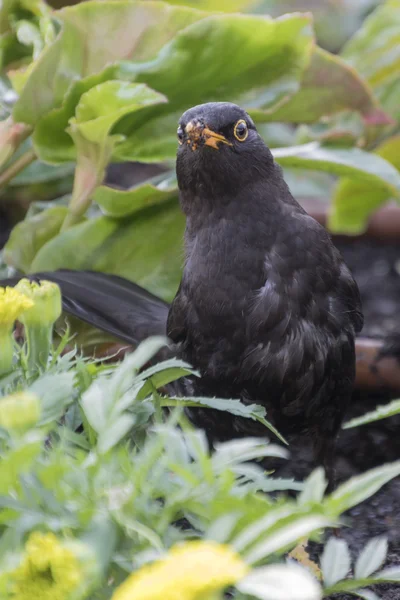 Blackbird in the garden — Stock Photo, Image