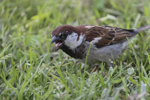 Sparrow egy darab kenyeret eszik — Stock Fotó