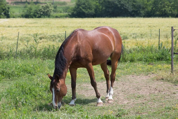 Caballo en la granja — Foto de Stock