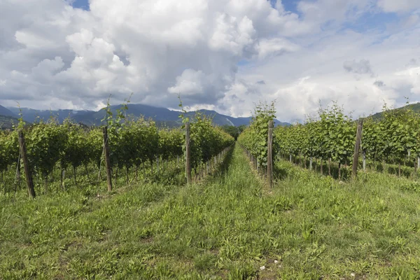 Weinberg im Frühling — Stockfoto