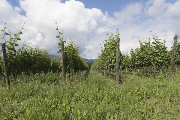 Vineyard in spring — Stock Photo, Image