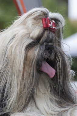 şirin shitzu köpek