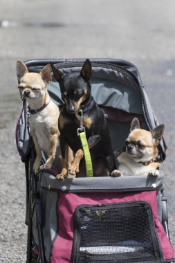 Kıskaç ve chihuahua bebek arabası