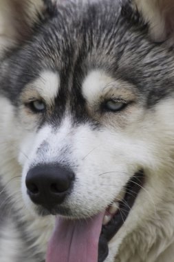 husky köpek